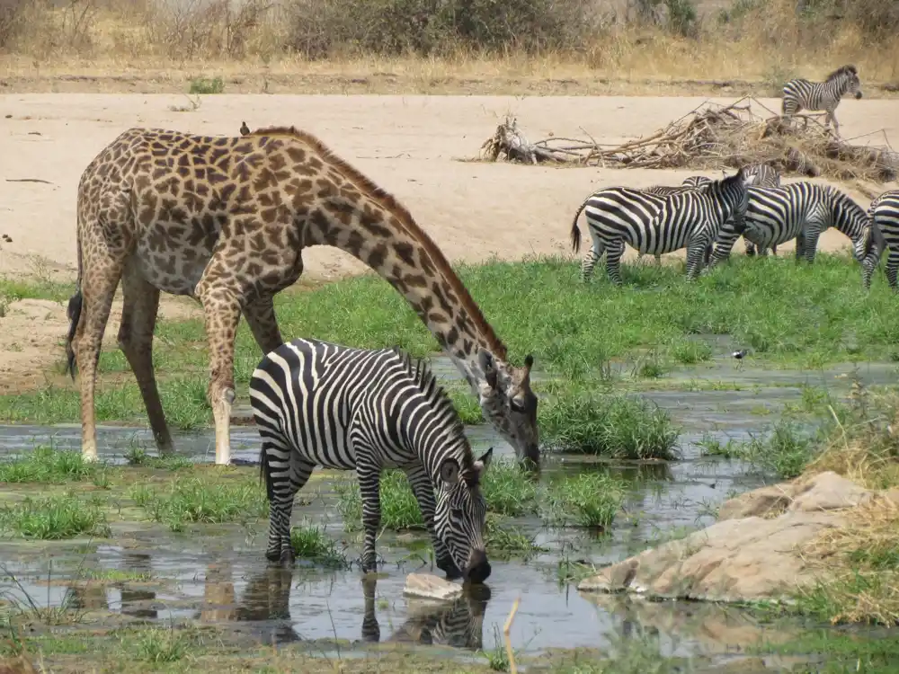 Na suvom: Nestašica vode ugrožava vrste u Nacionalnom parku Ruaha u Tanzaniji