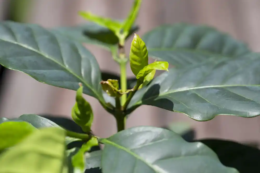Naučnici pronalaze zajedničke gene koji brane biljke kafe od razorne bolesti