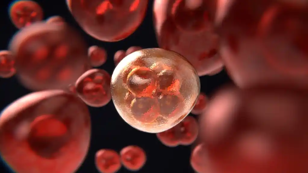 Naučnici otkrivaju kako ćelije održavaju ravnotežu i sprečavaju rak putem diferencijacije