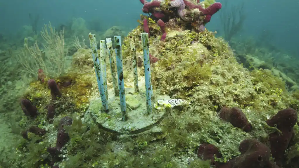 Naučnici se hvataju za slamku dok pokušavaju da zaštite mlade korale od gladnih riba