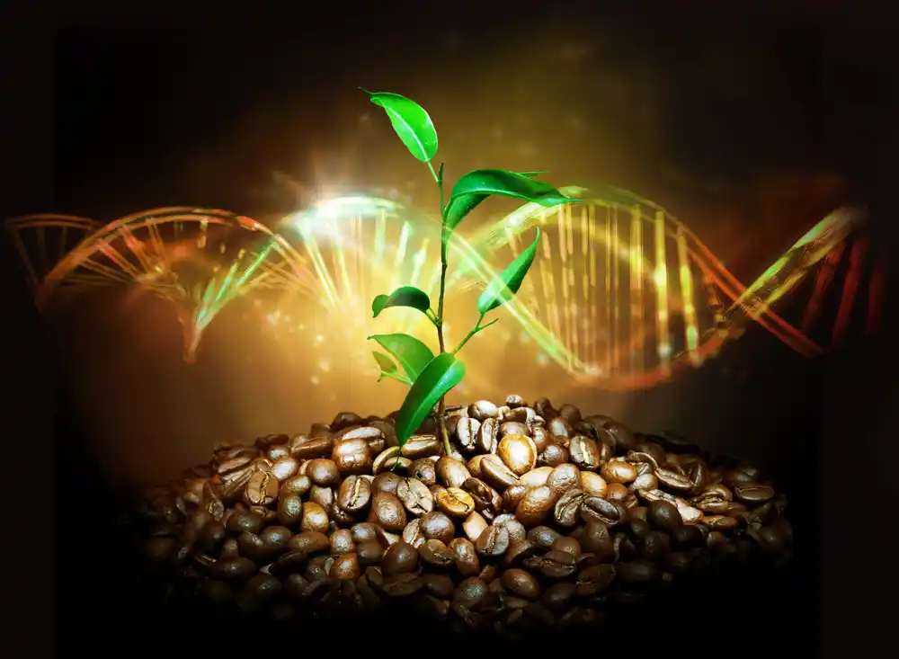 Novo sekvencionirani genom otkriva priču o praistorijskom poreklu kafe i njenu budućnost pod klimatskim promenama