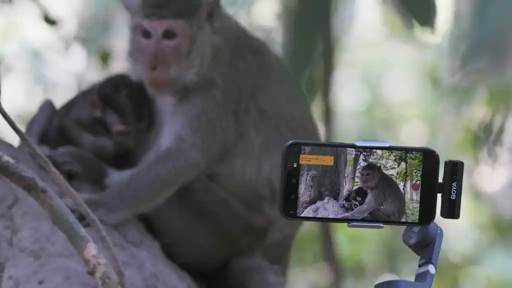 Kambodža istražuje zlostavljanje majmuna od strane jutjubera na Uneskovoj lokaciji Angkor