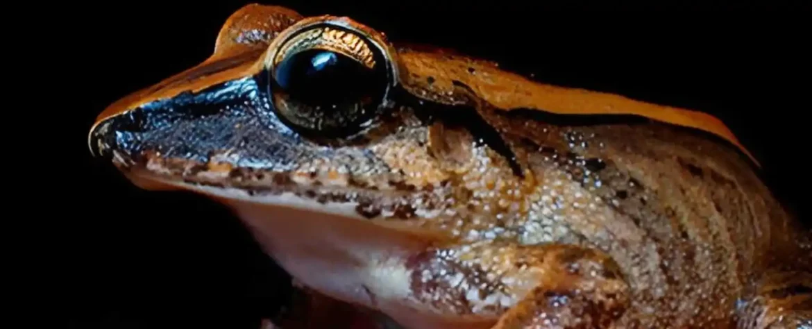 Mala žaba emituje moćan ultrazvučni vrisak koji niko ne može čuti