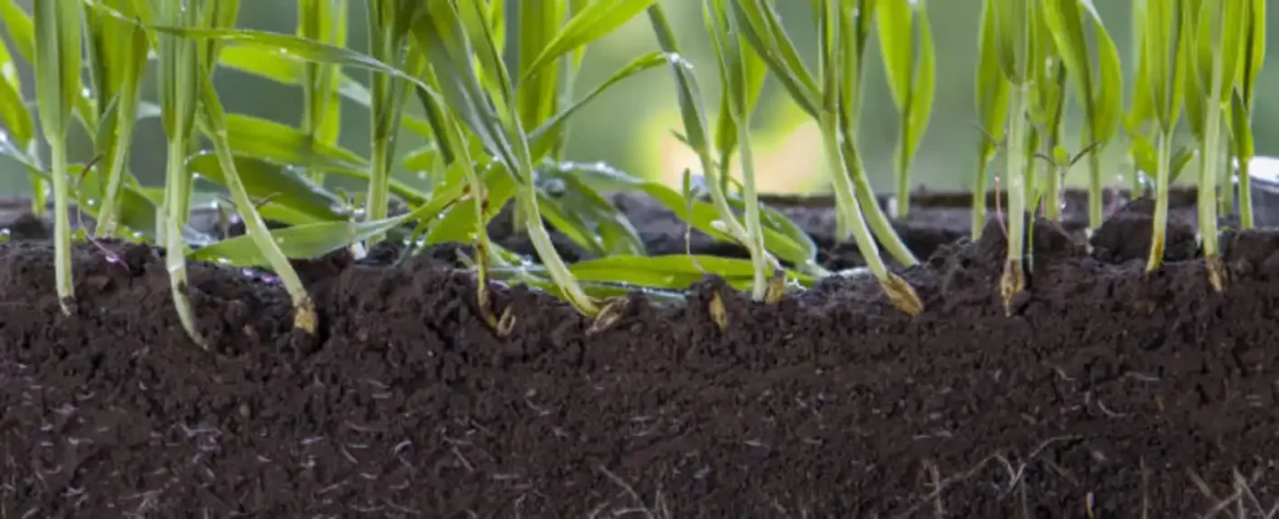 Izdržljive biljke su smislile kako da ‘uzgajaju’ mikrobe u svom tlu