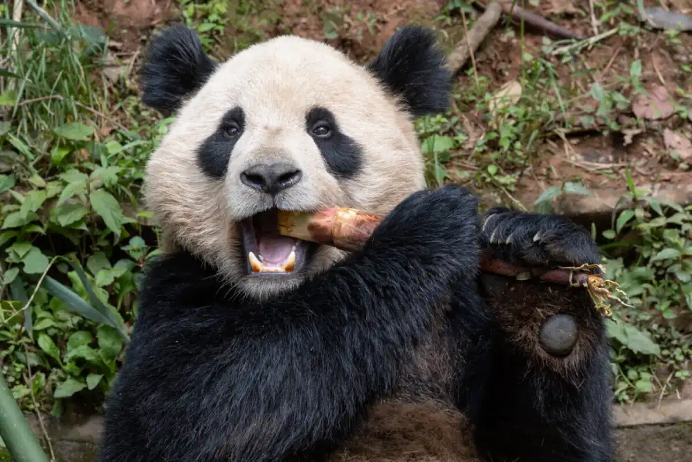 Par džinovskih pandi iz Kine stiže u SAD