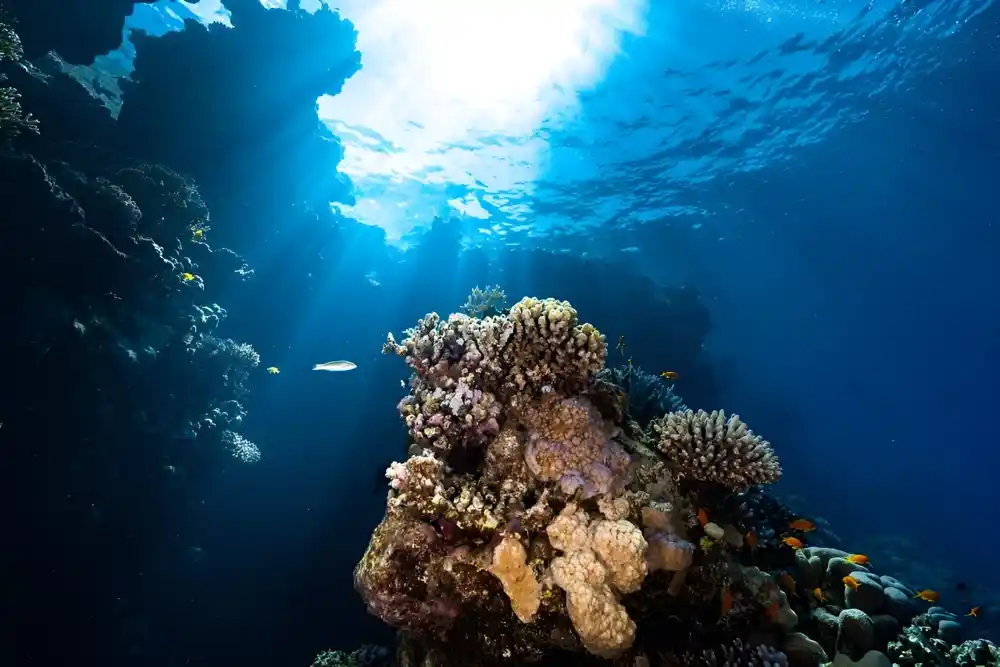 Prirodna istorija Crvenog mora i neizvesna budućnost njegovih korala
