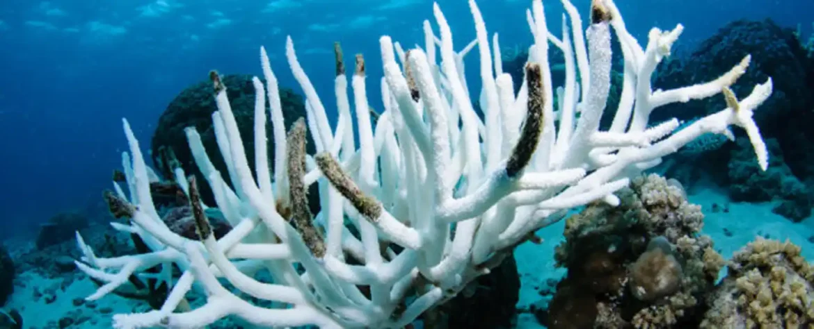 Rekordna toplota okeana pokreće 4. globalni događaj izbeljivanja korala