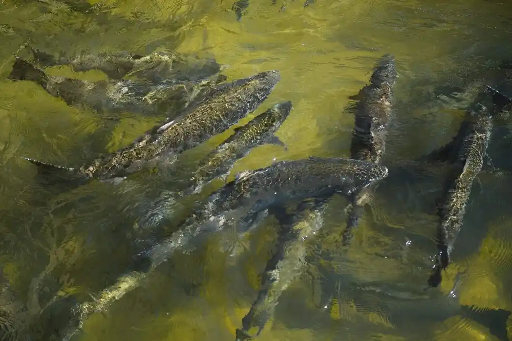Ribolov lososa na obali Kalifornije zabranjen je drugu godinu zaredom