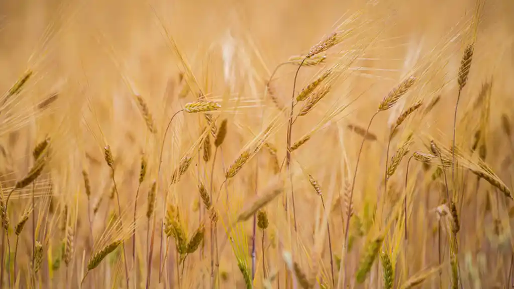 UN: Rusija pokriva skoro četvrtinu uvoza pšenice u istočnoafričku zemlju