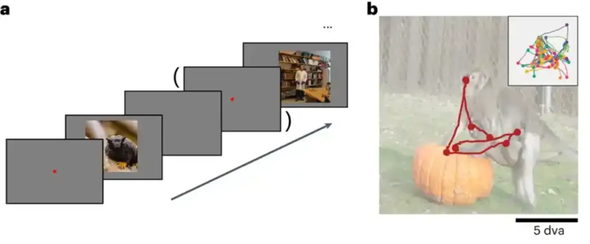 Studija o makaku baca svetlo na percepciju statičnih slika mozga