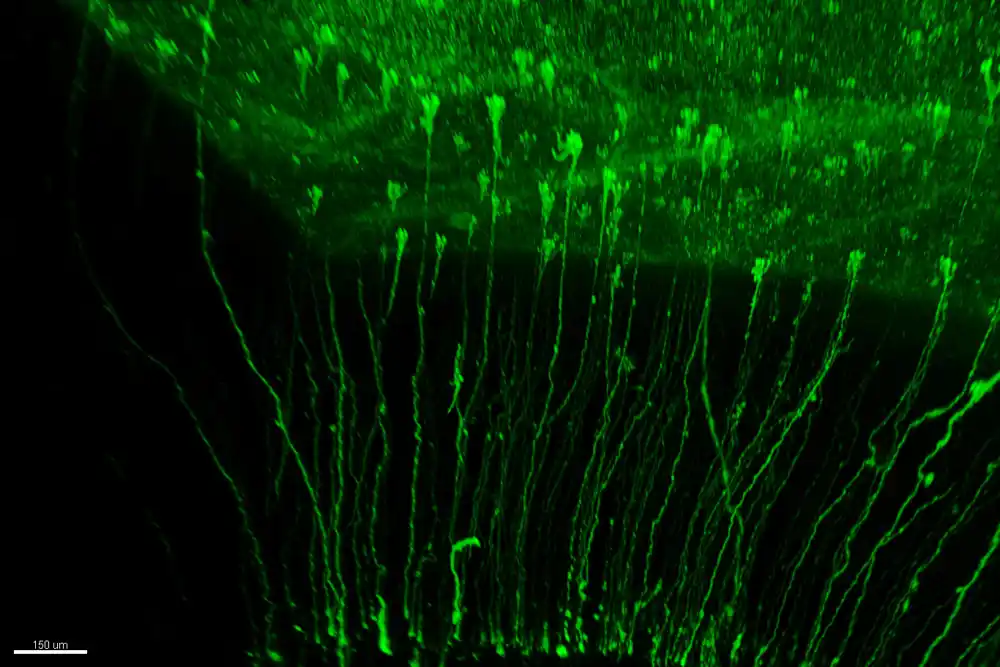 Studija otkriva višestruke linije matičnih ćelija koje doprinose proizvodnji neurona