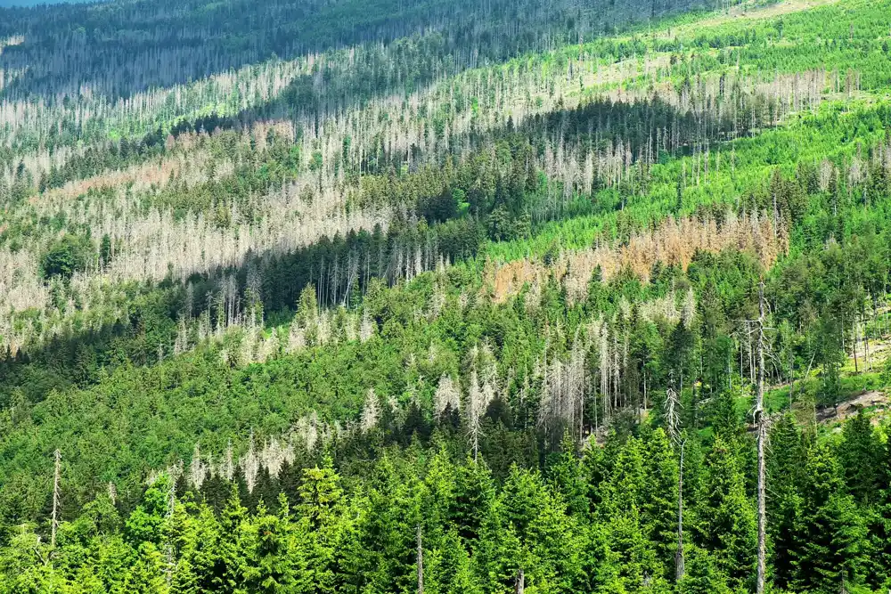 Studija pošumljavanja otkriva da samo nekoliko vrsta drveća može preživeti vek brzih klimatskih promena