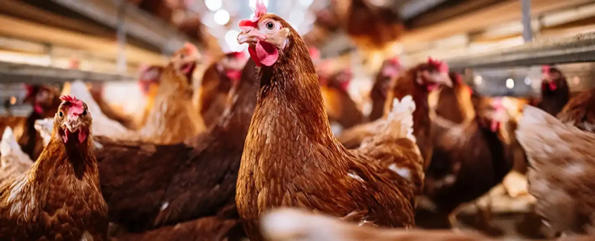 SZO upozorava da je rastuće širenje ptičjeg gripa na ljude „ogromna briga“
