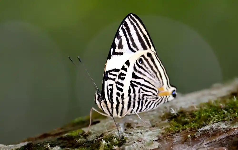 U ekvadorskom Amazonu leptiri su pokazatelj klimatskih promena