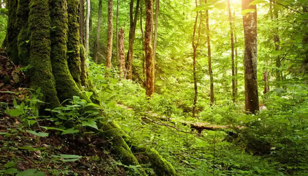 Ukrajina i Nemačka pripremaju novi projekat u sektoru šumarstva