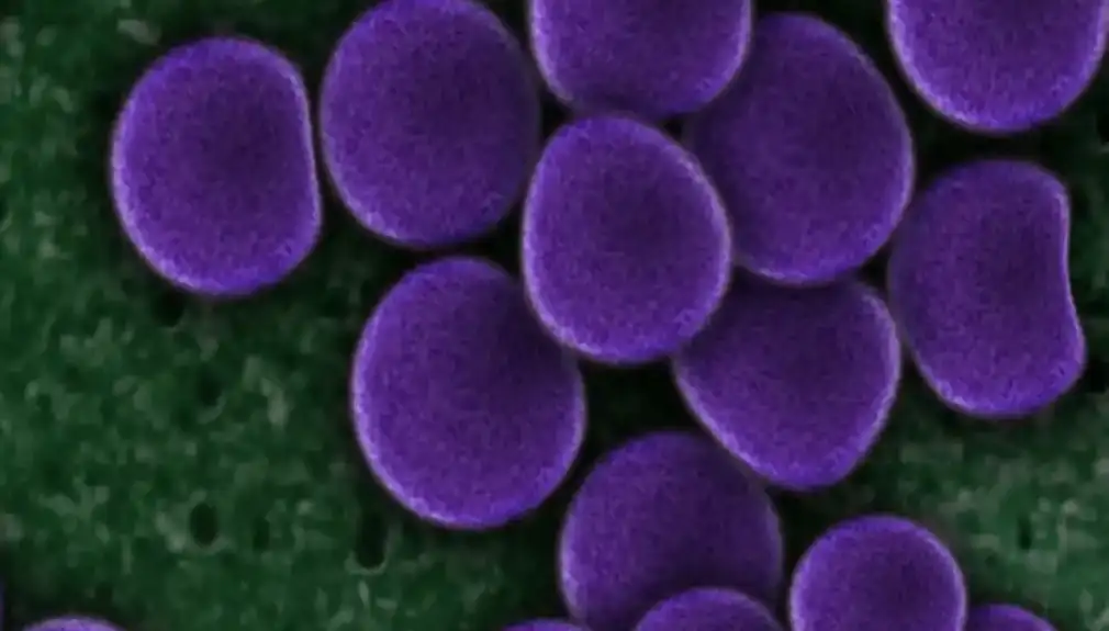 Upoznajte Clostridium butiricum — bakteriju koja nam pomaže da se osećamo najbolje