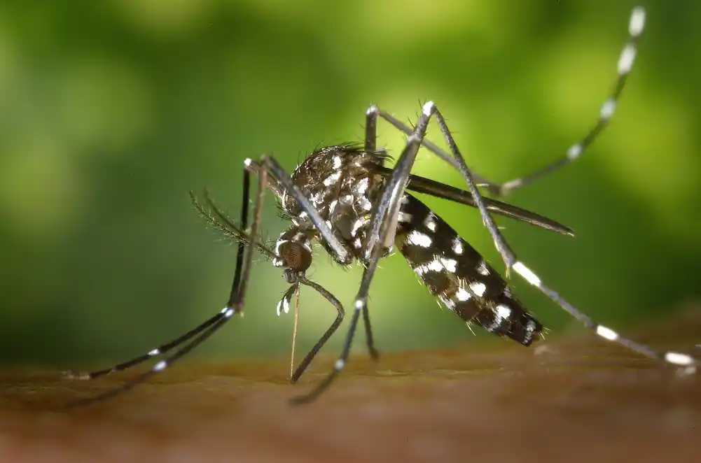 Utvrđeno je da infekcije denga groznicom imaju negativan uticaj na zdravlje beba