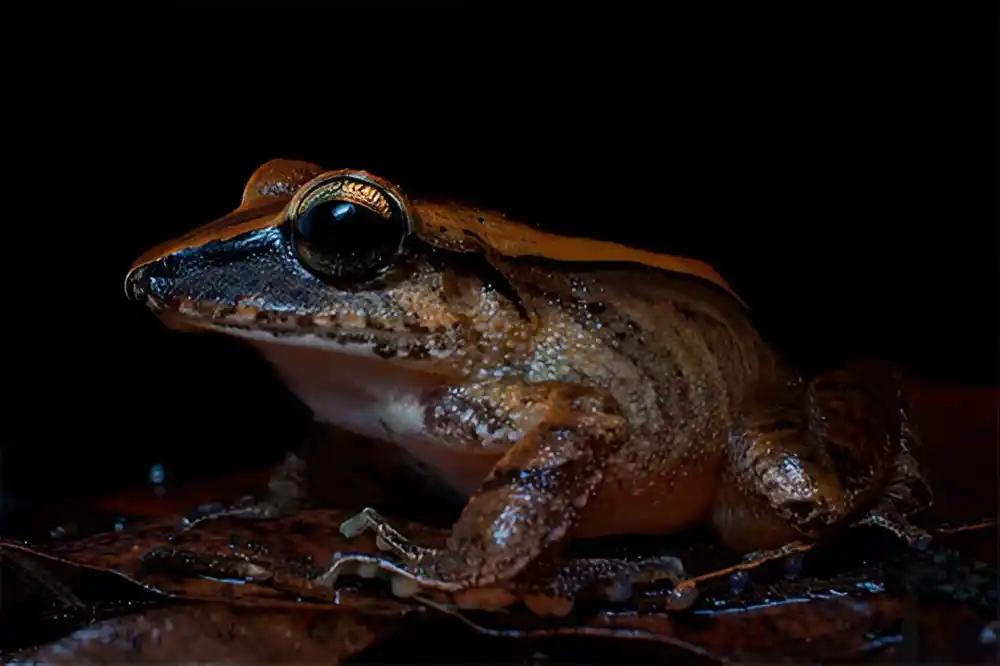 Vodozemci koriste vrisak nečujan za ljude za samoodbranu od predatora