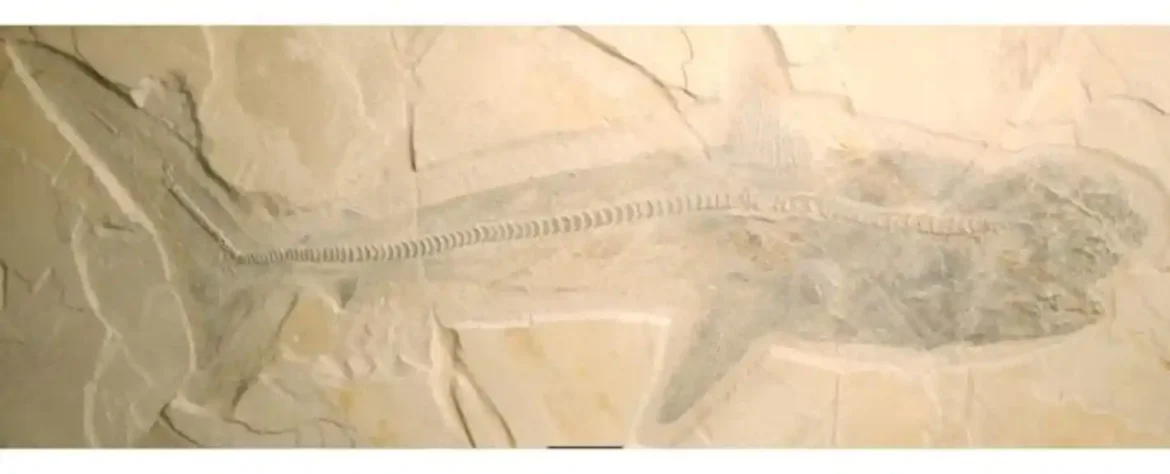 Revolucionarno otkriće: Fosili ajkula otkrivaju drevnu tajnu dinastije morskih predatora