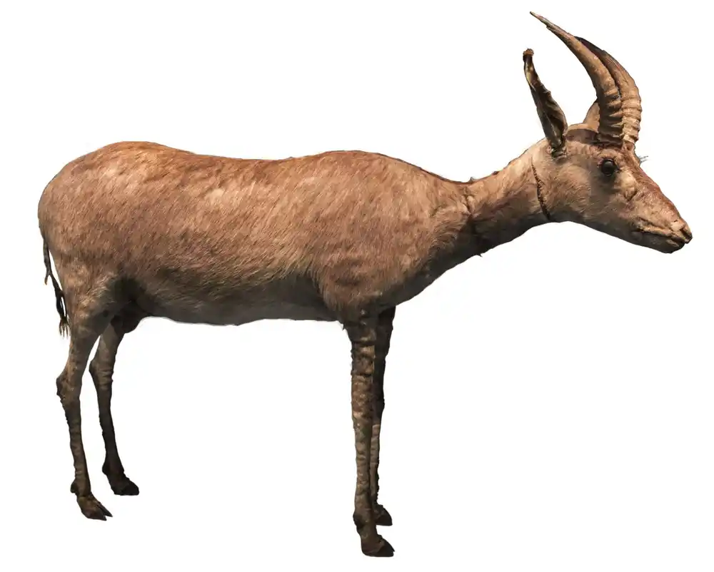 Zašto je evropska kolonizacija dovela do izumiranja plave antilope