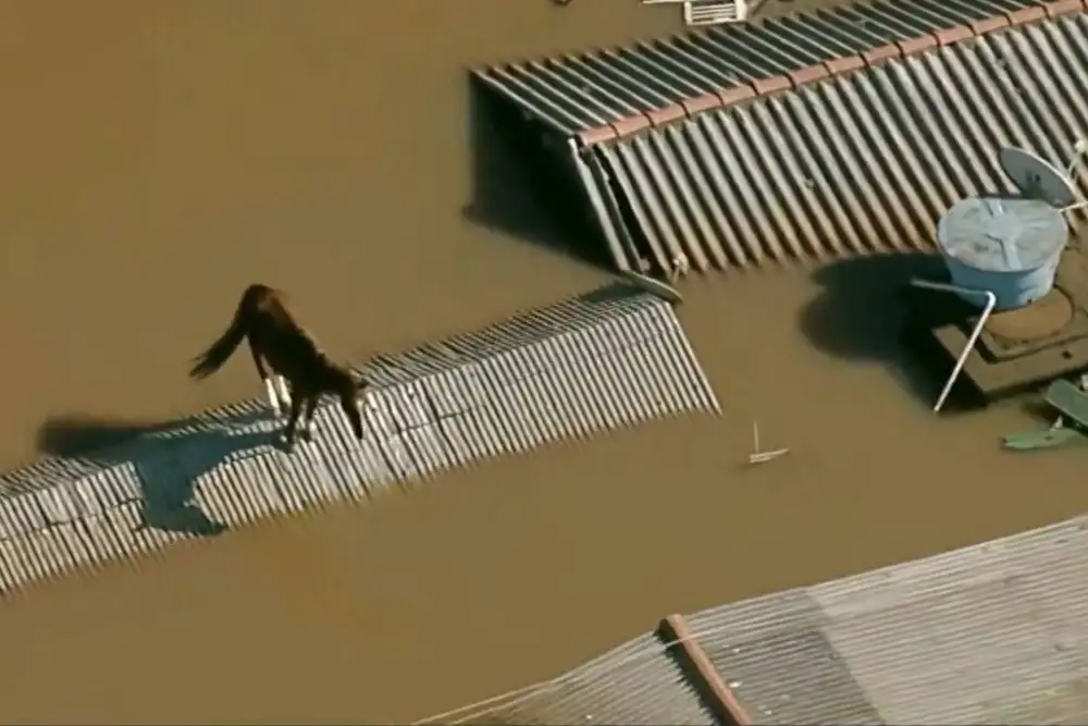 Brazilski konj Karamelo spašen sa krova nakon poplava