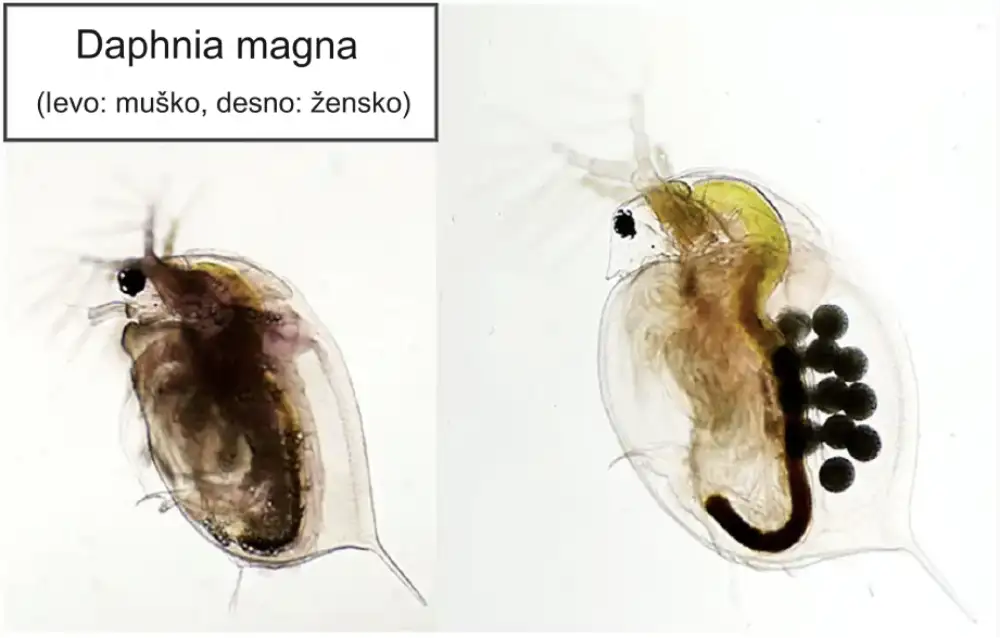 Istraživači otkrivaju kako se genetski identične vodene buve razvijaju u različite polove