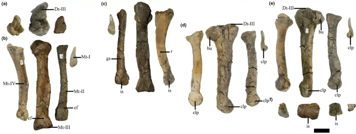 Abelisauroid, dinosaurus sa vrlo sićušnim rukama, identifikovan u Argentini