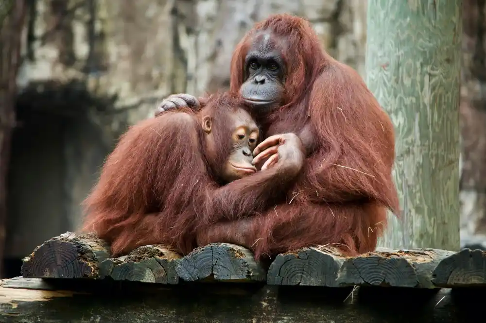 Naučnici otkrivaju misterije komunikacije orangutana