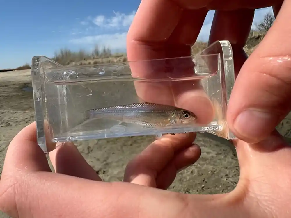 Istraživači potvrđuju važnost obima u određivanju ranjivosti slatkovodnih riba na klimatske promene