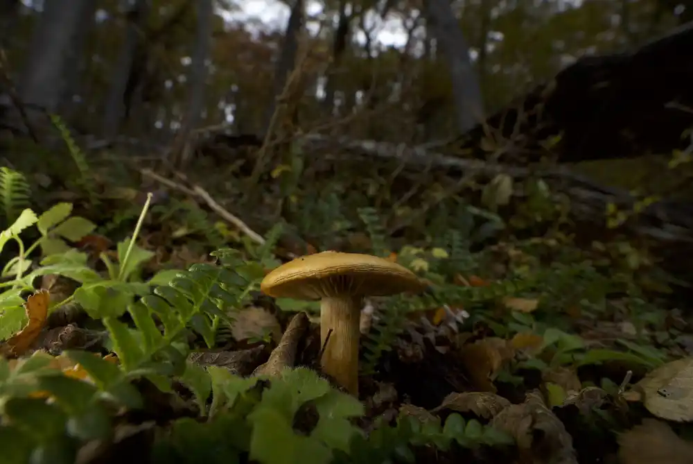 Klimatske promene udaljavaju populacije drveća od zemljišnih gljiva koje ih održavaju