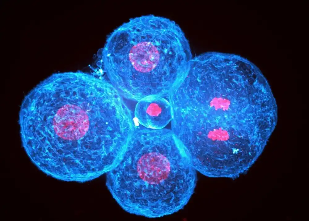 Mitofagija i rak: Istraživači opisuju novi model sistema za obogaćivanje subpopulacija ćelija raka