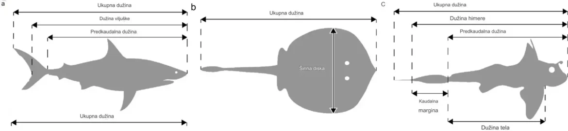 Morske ajkule i raže „koriste“ ureu za odlaganje reprodukcije, otkriva studija