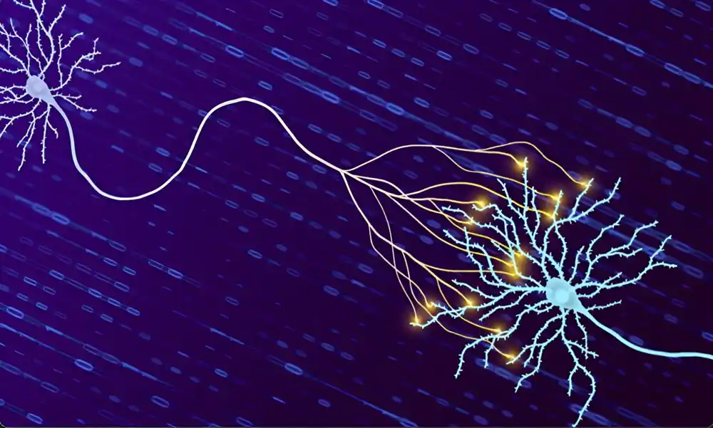 Nadogradnja skladištenja mozga: kvantifikovati koliko informacija naše sinapse mogu da drže