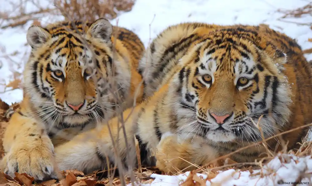 NASA pomaže u zaštiti tigrova, jaguara i slonova – evo kako