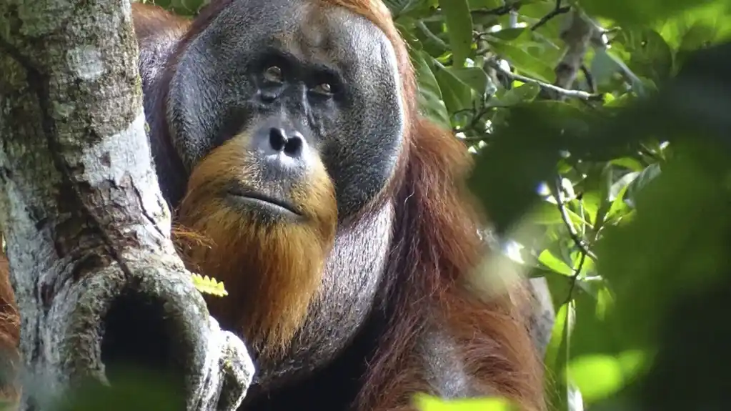 Naučnici kažu da je divlji orangutan koristio lekovitu biljku za lečenje rana