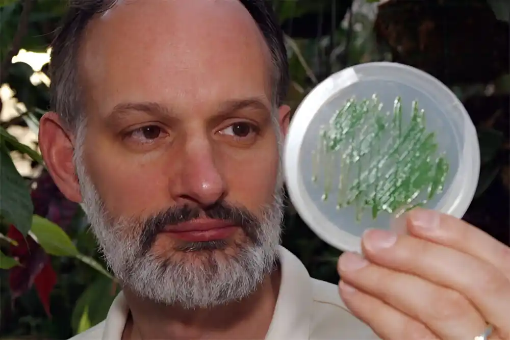 Naučnici kontrolišu dnevni biološki sat algi, unapređujući biomedicinu