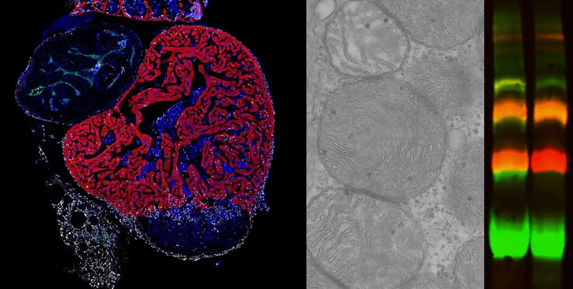 Nova studija otkriva ključnu ulogu mitohondrijalnih proteina u regeneraciji srca