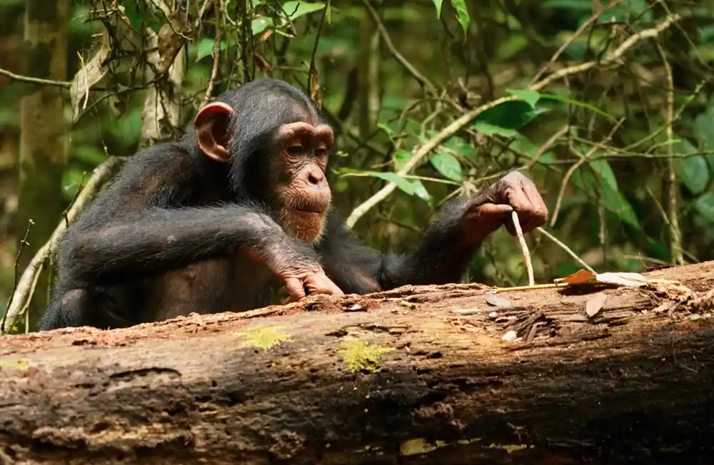 Pokazano je da šimpanze uče i poboljšavaju veštine korišćenja alata čak i kao odrasle osobe