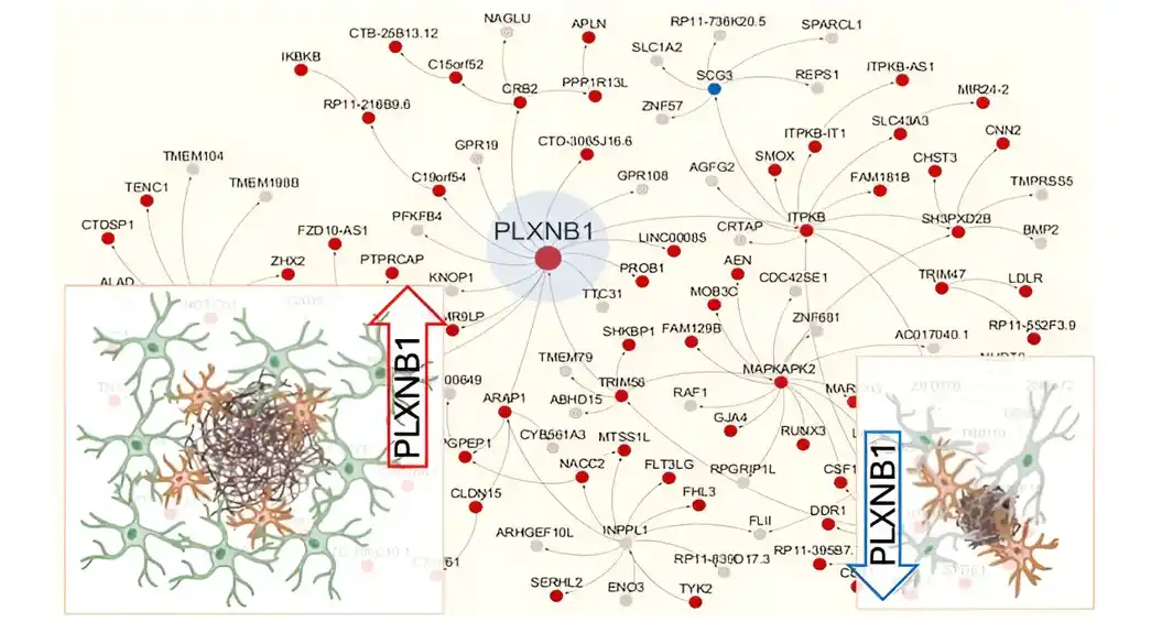 Promena ćelijskih interakcija oko amiloidnih plakova može ponuditi nove strategije lečenja Alchajmerove bolesti