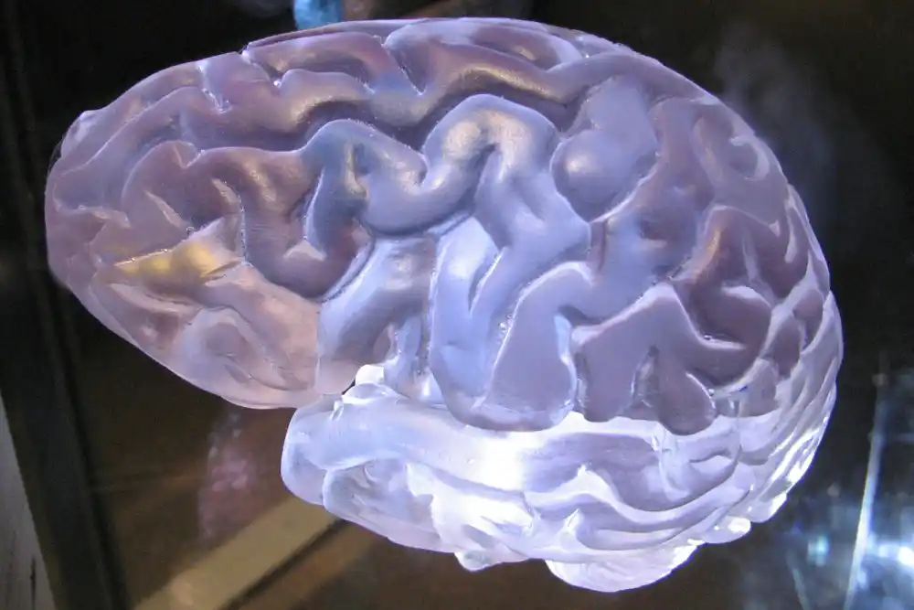 Rani genetski razvoj mozga je mapiran