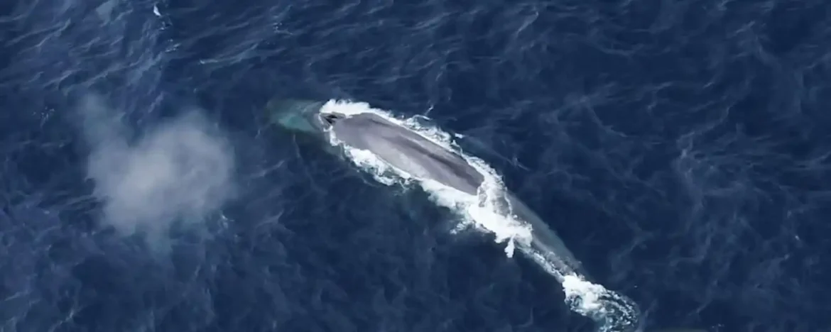 Slušanje divova: Potraga za neuhvatljivim antarktičkim plavim kitom