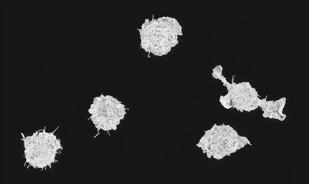 Studija otkriva skrivenu raznolikost ćelija urođenog imuniteta