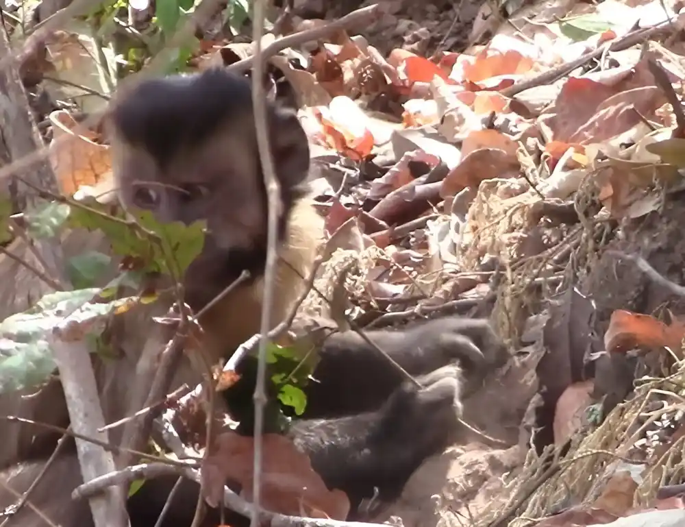 Studija pokazuje da kapucinski majmuni koriste štapove i kamenje da kopaju hranu pod zemljom