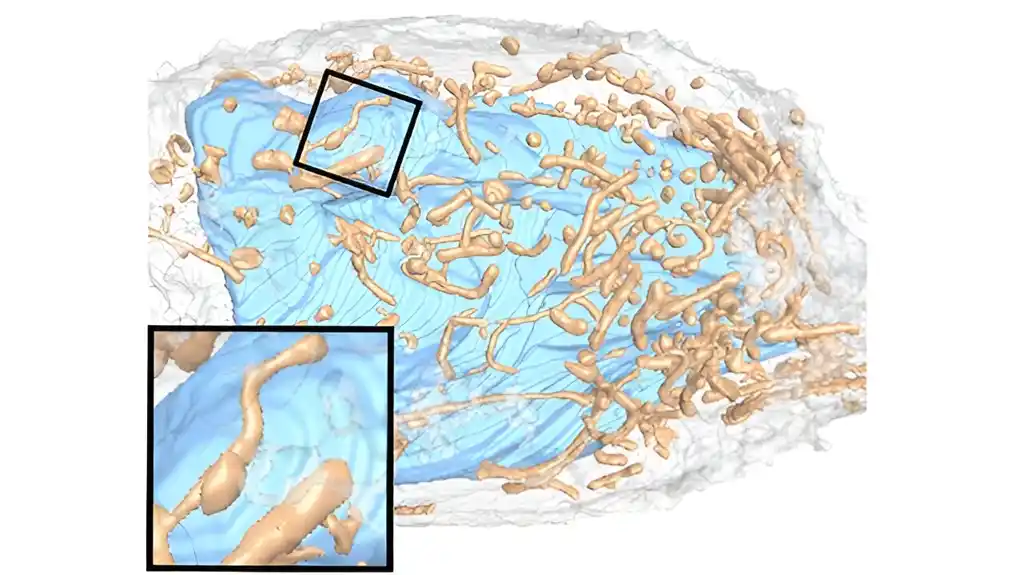 Progresija herpesvirusne infekcije remodelira mitohondrijalnu organizaciju i metabolizam