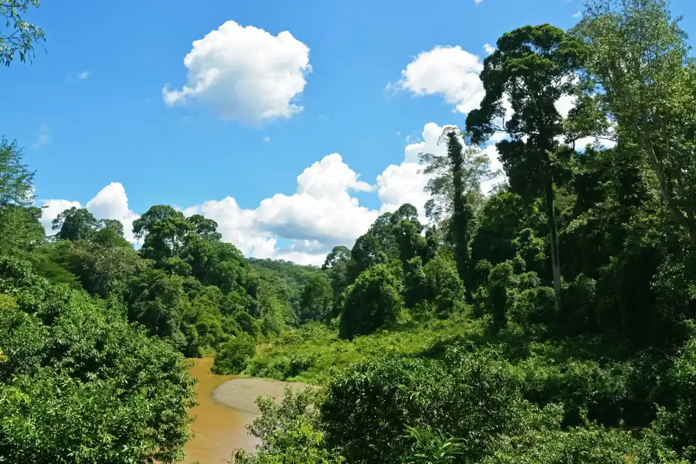 Sve veća suša stavlja na test otpornost amazonske prašume