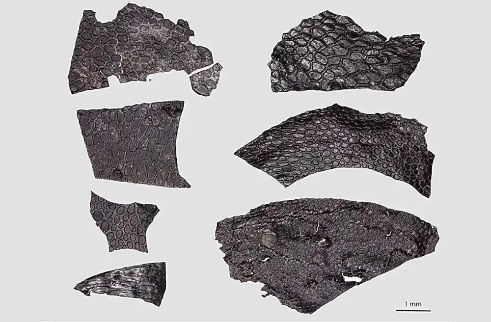 Teško je pronaći fosilnu kožu, ali retko otkriće otkriva tragove o evoluciji od vode do kopna