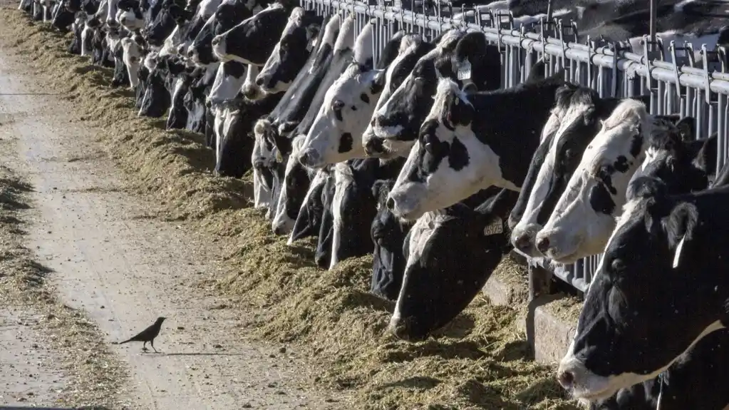 Virus ptičjeg gripa otkriven u govedini, USDA kaže da je meso i dalje bezbedno