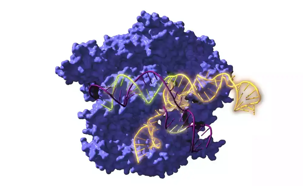 Naučnici razvijaju novu platformu za uređivanje gena CRISPR za preciznu medicinu i lečenje raka