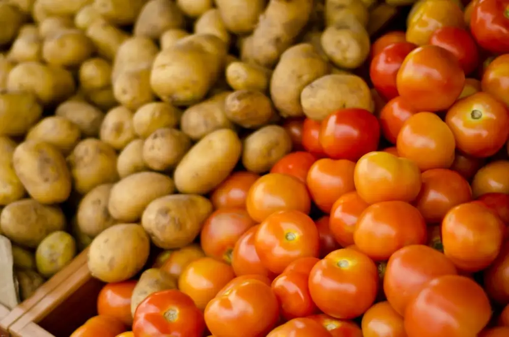 Novo porodično stablo paradajza i krompira pokazuje da su boja i veličina ploda evoluirali zajedno