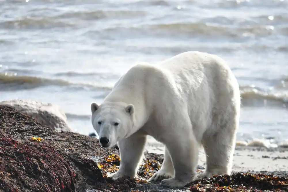 Polarni medvedi pate od strašnih povreda na šapama zbog promenjenih uslova leda u Arktiku